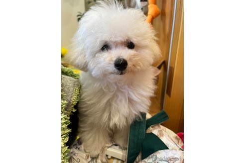 成約済の愛知県のティーカッププードル-315271の13枚目